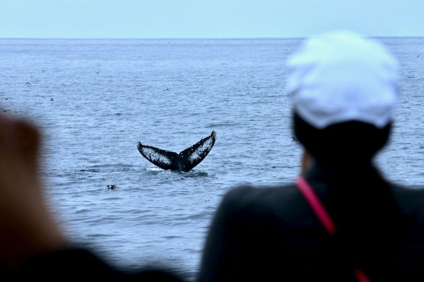 Comment organiser un séjour en Norvège avec des excursions pour observer les baleines et des bains de sauna?
