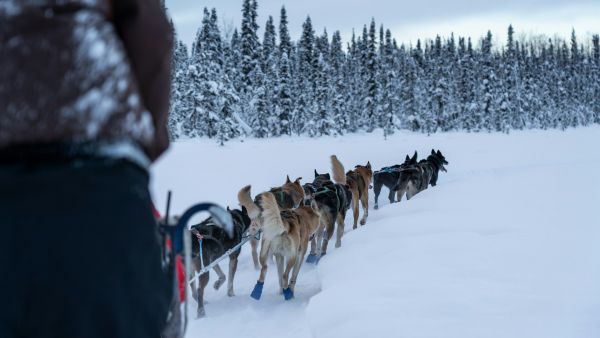 Comment organiser une expédition en traîneau à chiens en Alaska à moindre coût?