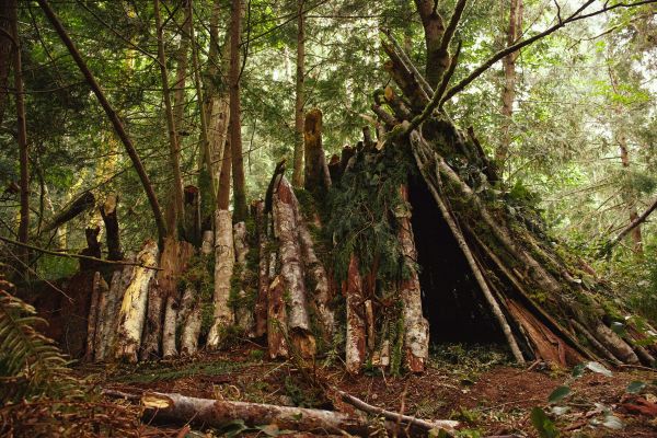 Quelles sont les techniques pour construire un abri naturel en forêt pluviale?